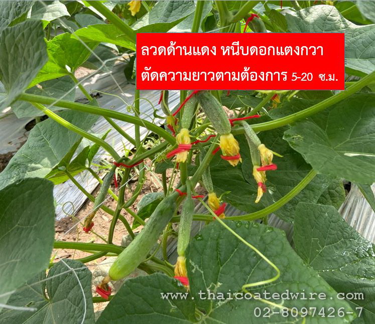 ลวดหนีบดอก ทำเมล็ดพันธุ์